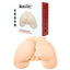 Adam & Eve Bangin' Betty Doggy Style Masturbator Flesh Adam & Eve
